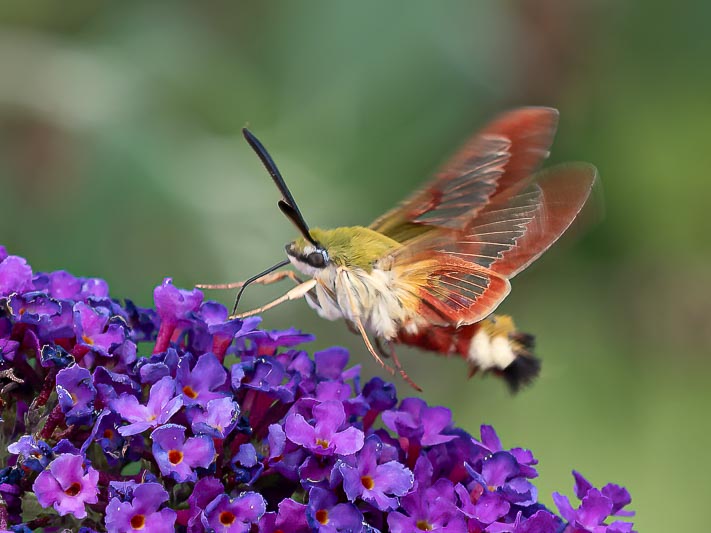 Hemaris fuciformis (Broad-bordered Bee Hawkmoth).jpg